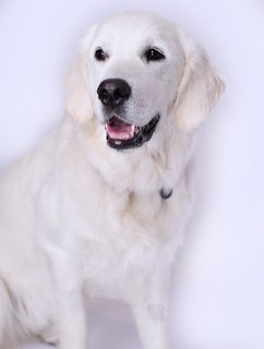 Barney