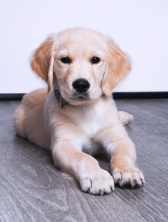Simba